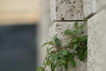 Auxiliare - Pin 