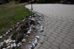 Pavele si Dale Standard - Floare 2
