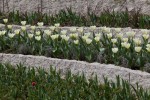 Produse pentru gradina - Palisada Siena